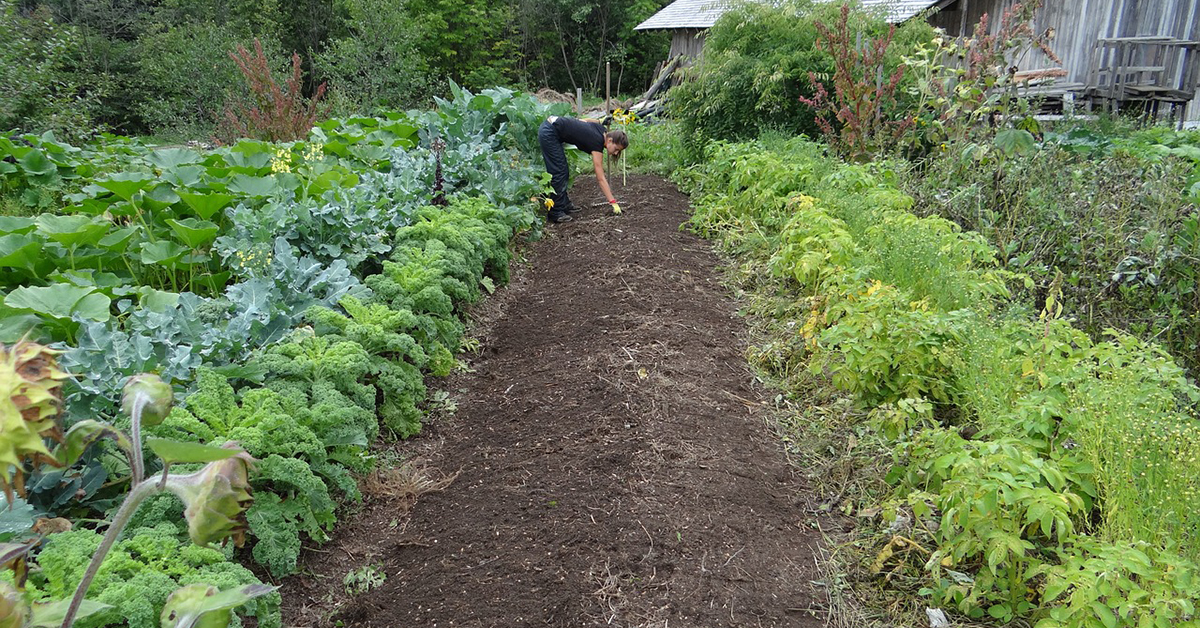 Sustainable Vegetable Garden Living
